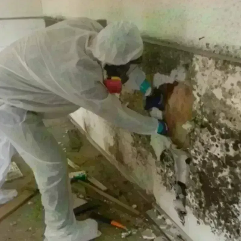 Mold Remediation and Removal in Alexandria, NH